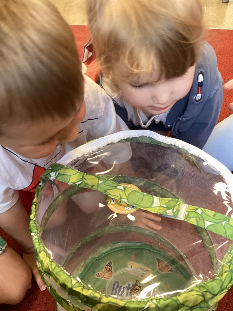 butterfly hatching